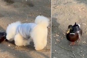 Утка инсценировала гибель и перехитрила пса