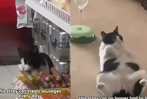 Котик пришёл в магазин, чтобы стащить колбаску, и нашёл себе новый дом