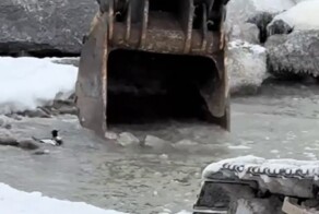 Водитель экскаватора спас птицу, которая попала в ловушку на берегу озера Мичиган