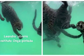 Купание ягуаров было заснято в бразильском городе Минейрос