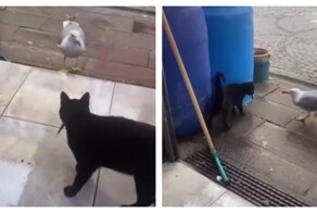 Схватка кошки с чайкой за рыбу