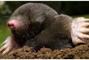 Как&nbsp;поляк крота повстречал