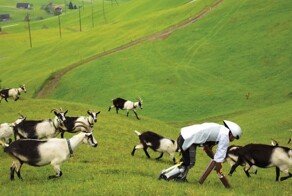 «Я отказался от жизни в Лондоне, чтобы стать козлом в горах Швейцарии»