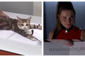 Как делают рентген кошкам