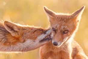 Всё вразнобой&nbsp;