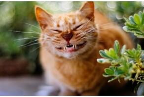 Рыжий кот устраивает бесплатные утренние концерты хозяевам