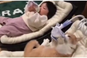 Кот хорошо устроился