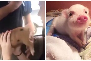 Мини-пиг до слёз умилил девушку
