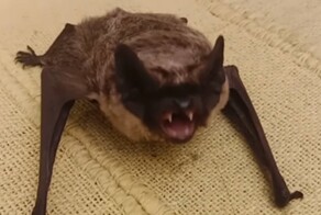 Женщина нашла живую летучую мышь у себя под одеялом