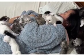 Котята "облепили" свою спящую хозяйку
