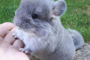 23+ пушистых антистресса, которые моментально улучшат даже самое хмурое настроение