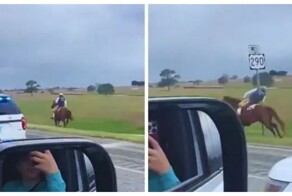 Всадник не заметил дорожный знак на своём пути