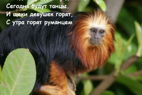 Весёлые шутки-картинки