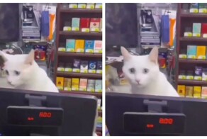 Первый рабочий день кота