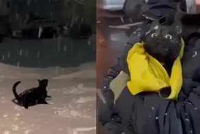 Реакция котиков на снег
