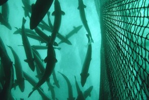 В Норвегии производитель морепродуктов потерял около 27 тыс. особей лосося