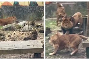 Суровое первое свидание хищников в зоопарке