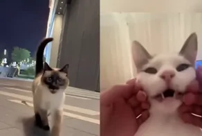 Разнообразие кошачьих звуков. Часть 2