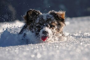 25+ собак, наслаждающихся играми на снегу