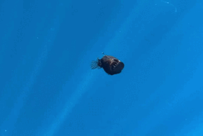 Чёрный удильщик: зачем она всплыла из бездны к поверхности?