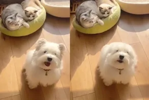 Разговорчивый пёс