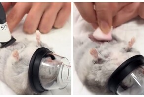 Мини-пациента готовят к операции