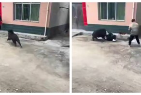 Кабан принёс хаос в китайскую деревню