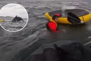 Горбатый кит проглотил молодого человека вместе с лодкой, а затем выплюнул его обратно