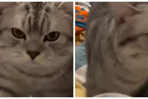 Кошка и статическое электричество