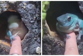 Самая спокойная лягушка