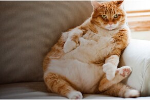 Кот Лёва попал в руки маме