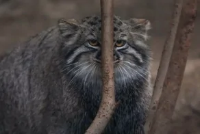 Всё вразнобой&nbsp;