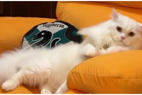 Кот, который больше не может драть кресло