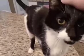 Кот Джек, который из-за паралича гортани издаёт брутальный «мяу»