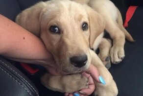 25 собак, которых приводят в ужас обычные безобидные вещи и явления