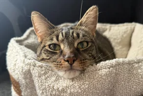 20 котеек с мечтательным выражением моськи