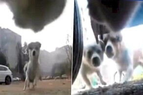 Кот, преследуемый собачьей сворой, запечатлел своё бегство