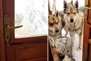 Мужчина принял волчью стаю к себе домой