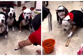 Умный пёс быстро понял, как работает система