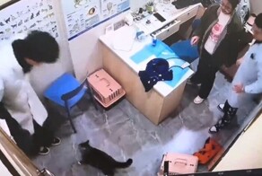Кот неожиданно напал на ветеринара