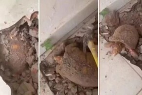 Черепаха просидела более 10 лет под полом жилища