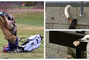 35 доказательств, что птицы те ещё разбойники