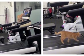 Кот осваивает беговую дорожку