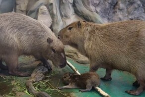 Детёныш капибары родился в Московском зоопарке