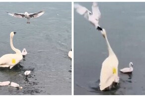 Самка лебедя едва не утопила чайку