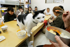 В Японии теперь и кошки по подписке