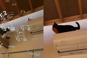 Кот спешит на помощь