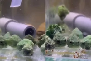 Японские рыбки, напоминающие брокколи