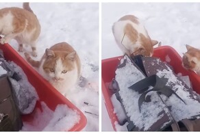 В Подмосковье завелась банда котов-рэкетиров