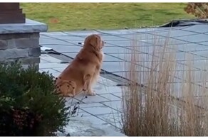 Хозяева пса придумали, как порадовать его